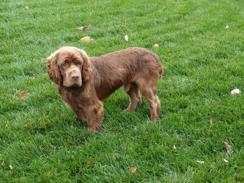 We all fell in love with Lincoln.